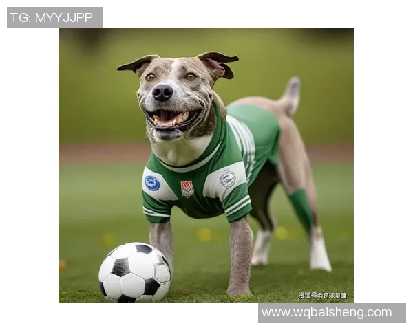 足球明星与爱犬携手训练展现默契与激情的完美结合 足球明星与爱犬携手训练展现默契与激情的完美结合